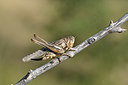 BUITEN BEELD Foto: 344835