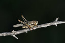 BUITEN BEELD Foto: 344837