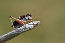 BUITEN BEELD Foto: 344860