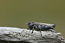 BUITEN BEELD Foto: 344869