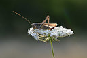 BUITEN BEELD Foto: 344896