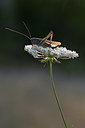 BUITEN BEELD Foto: 344897