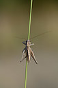 BUITEN BEELD Foto: 344900