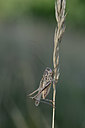 BUITEN BEELD Foto: 344915