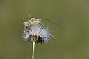 BUITEN BEELD Foto: 344916