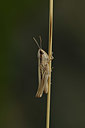 BUITEN BEELD Foto: 344935