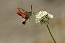 BUITEN BEELD Foto: 344949