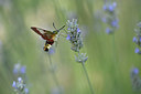 BUITEN BEELD Foto: 344960