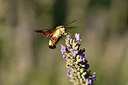 BUITEN BEELD Foto: 344963