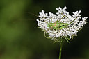 BUITEN BEELD Foto: 344974