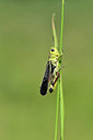 BUITEN BEELD Foto: 344975