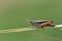 BUITEN BEELD Foto: 344978