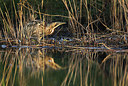 BUITEN BEELD Foto: 344998