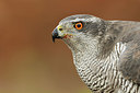 BUITEN BEELD Foto: 345010