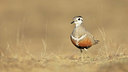 BUITEN BEELD Foto: 345027