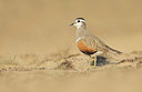 BUITEN BEELD Foto: 345028