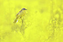 BUITEN BEELD Foto: 345034