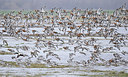 BUITEN BEELD Foto: 345099