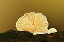 BUITEN BEELD Foto: 345126