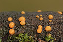 BUITEN BEELD Foto: 345149
