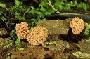 BUITEN BEELD Foto: 345150