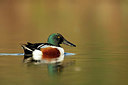BUITEN BEELD Foto: 345152