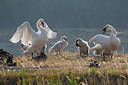 BUITEN BEELD Foto: 345185