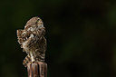 BUITEN BEELD Foto: 345240