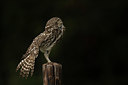 BUITEN BEELD Foto: 345241