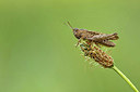 BUITEN BEELD Foto: 345328