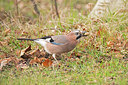 BUITEN BEELD Foto: 345367