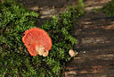 BUITEN BEELD Foto: 345385
