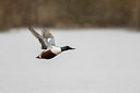 BUITEN BEELD Foto: 345441