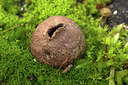BUITEN BEELD Foto: 345521