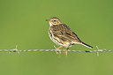 BUITEN BEELD Foto: 345528