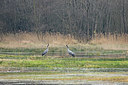 BUITEN BEELD Foto: 345535