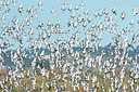 BUITEN BEELD Foto: 345547