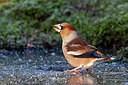 BUITEN BEELD Foto: 345637