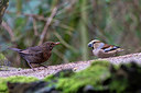BUITEN BEELD Foto: 345638