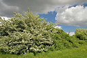 BUITEN BEELD Foto: 345669