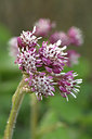 BUITEN BEELD Foto: 345770