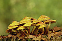 BUITEN BEELD Foto: 345822
