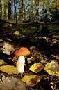 BUITEN BEELD Foto: 345832