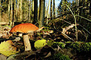 BUITEN BEELD Foto: 345834