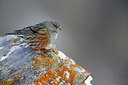 BUITEN BEELD Foto: 345837