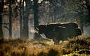 BUITEN BEELD Foto: 345895