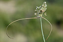 BUITEN BEELD Foto: 345968