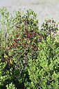 BUITEN BEELD Foto: 345982