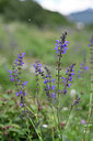 BUITEN BEELD Foto: 346000