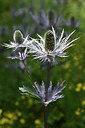 BUITEN BEELD Foto: 346022